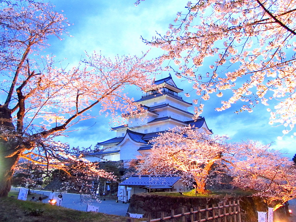 鶴ヶ城の桜　ライトアップ