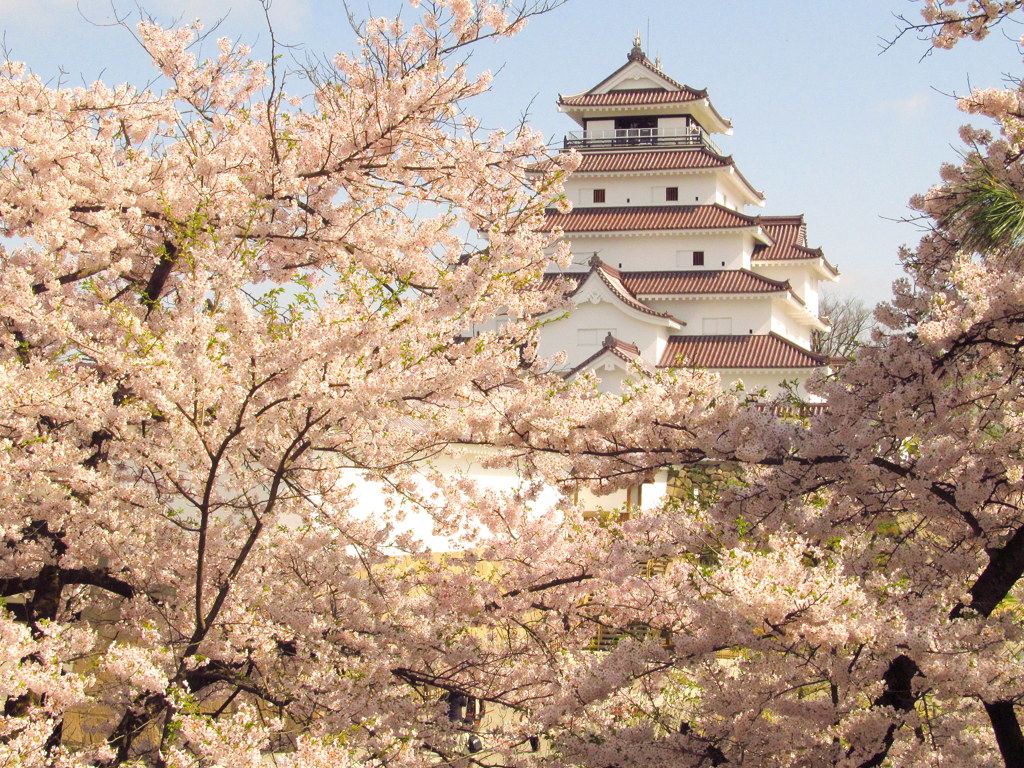 鶴ヶ城の桜