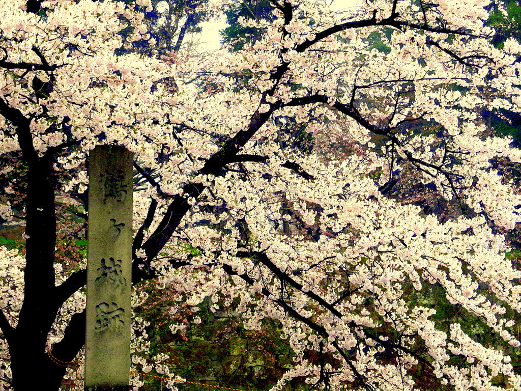 鶴ヶ城の桜　北出丸入り口