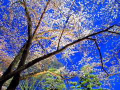 桜の星座　鶴ヶ城