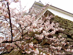 鶴ヶ城の春　石垣と桜