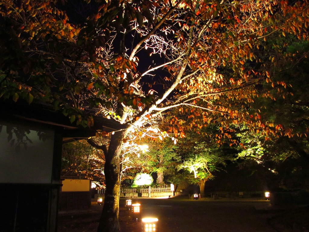 鶴ヶ城公園ライトアップ