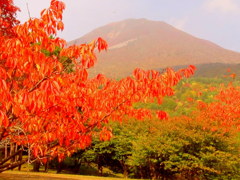 昭和の森