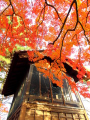 鐘撞堂と紅葉