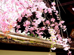 鶴ヶ城麟閣の枝垂れ桜