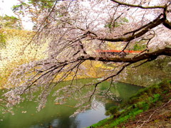 鶴ヶ城桜廊下橋