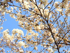鶴ヶ城の桜開花　青空に向かって
