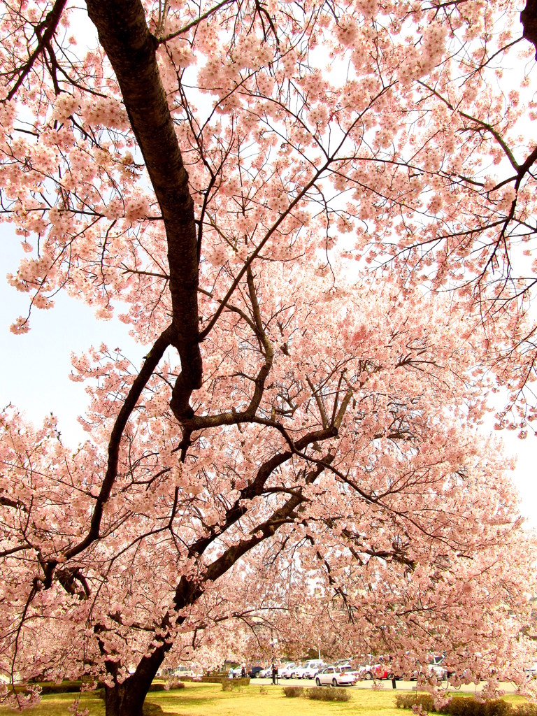 鶴ヶ城三の丸の桜