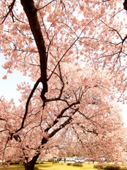 鶴ヶ城三の丸の桜