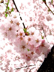 鶴ヶ城三の丸の桜