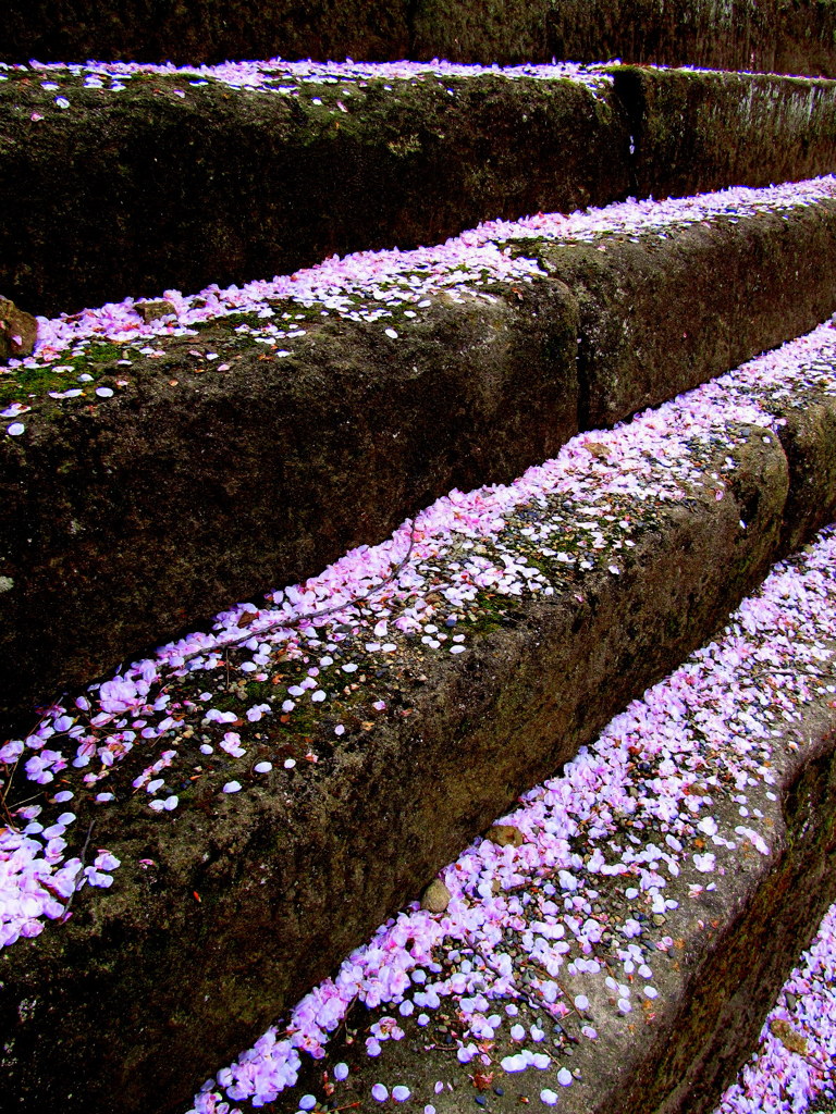 桜の階段　踏まないで