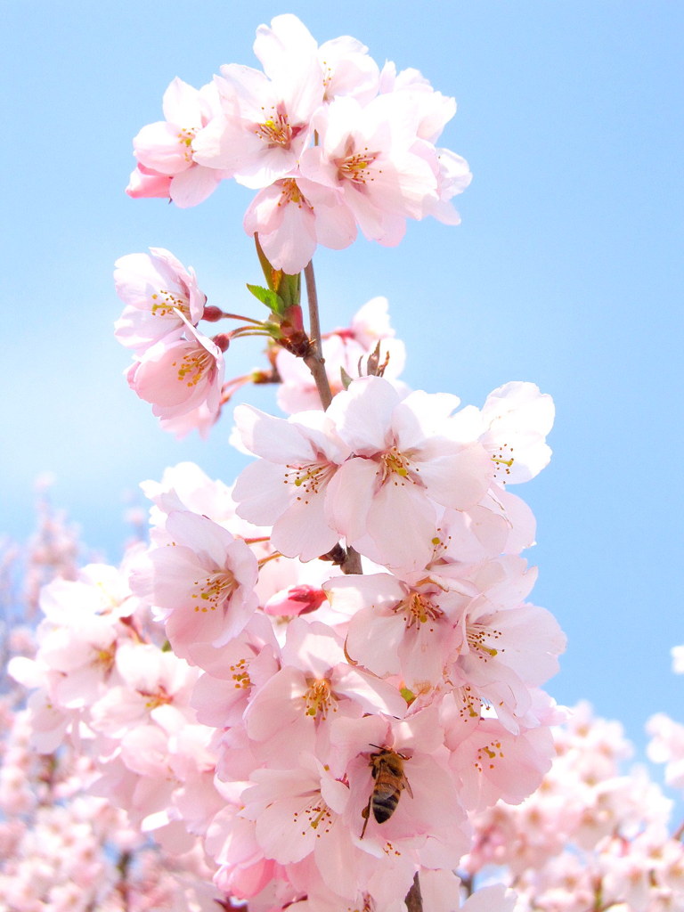 鶴ヶ城桜開花　小彼岸櫻　桜に埋もれる蜜蜂