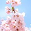鶴ヶ城桜開花　小彼岸櫻　桜に埋もれる蜜蜂