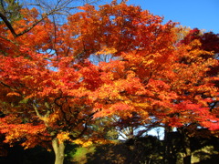 鶴ヶ城二の丸紅葉２