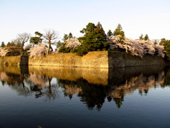 鶴ヶ城　西出丸の桜