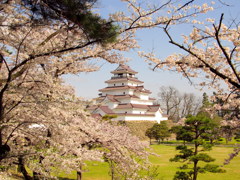 鶴ヶ城の桜