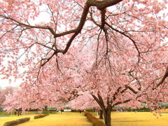 鶴ヶ城の桜　三の丸の桜並木　小彼岸櫻