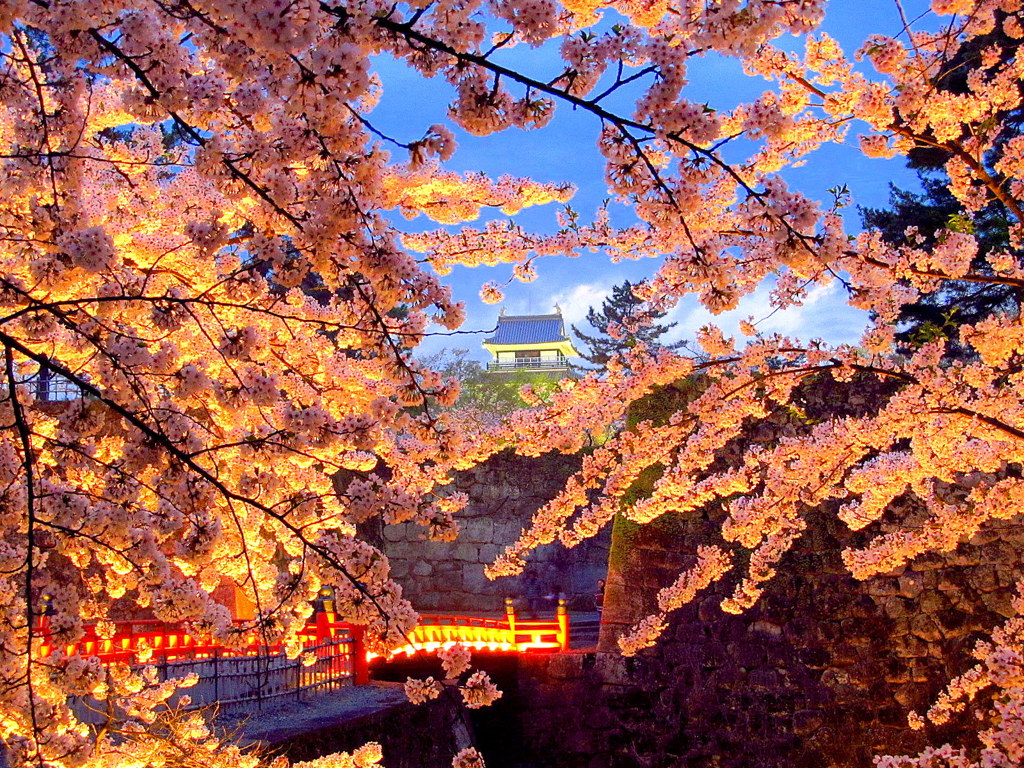 鶴ヶ城廊下橋の夜桜