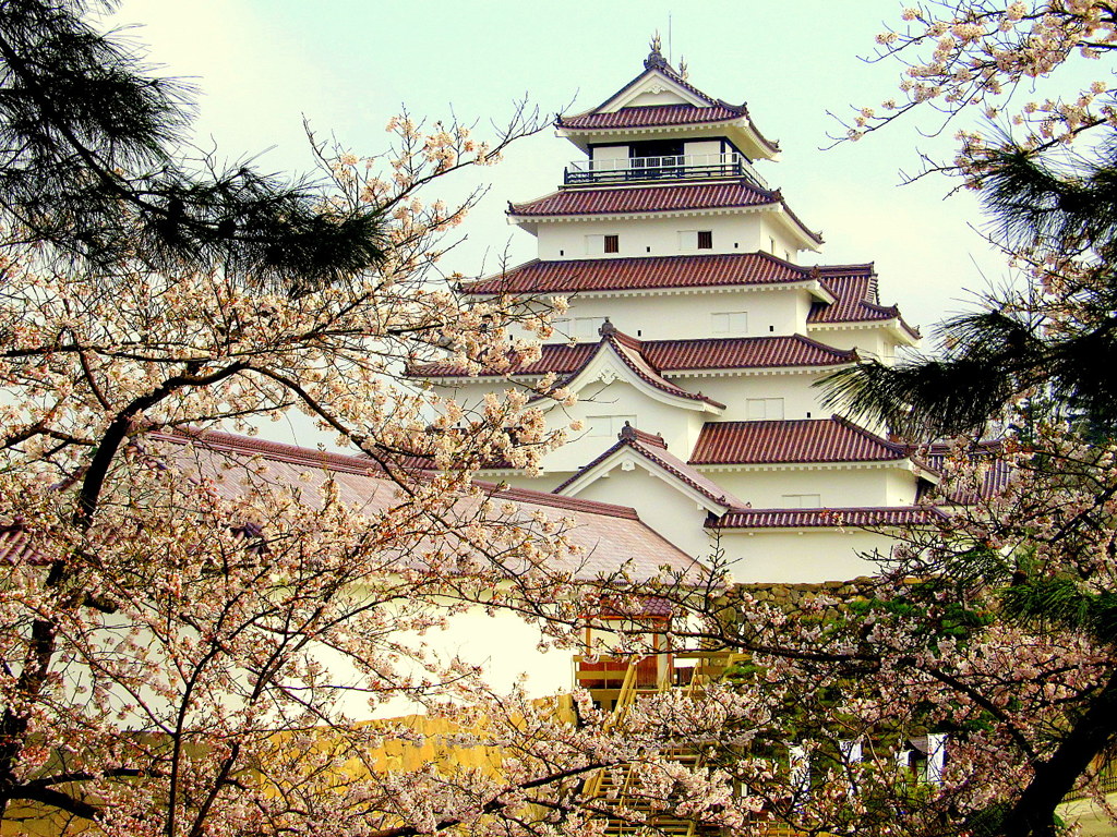 よみがえる鶴ヶ城桜