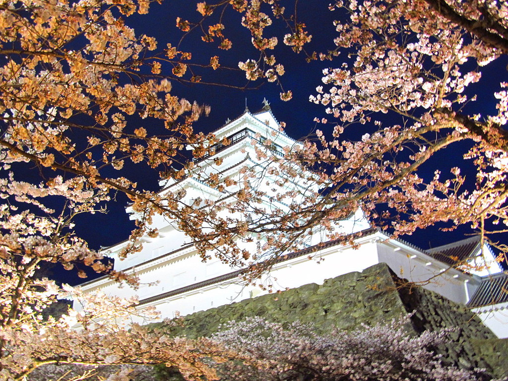 鶴ヶ城の桜　夜景