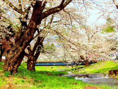 観音寺川の桜