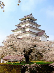 鶴ヶ城桜満開　よみがえる鶴ヶ城