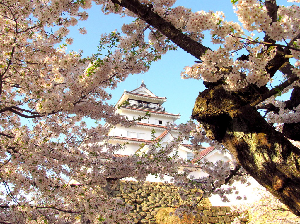 鶴ヶ城の桜