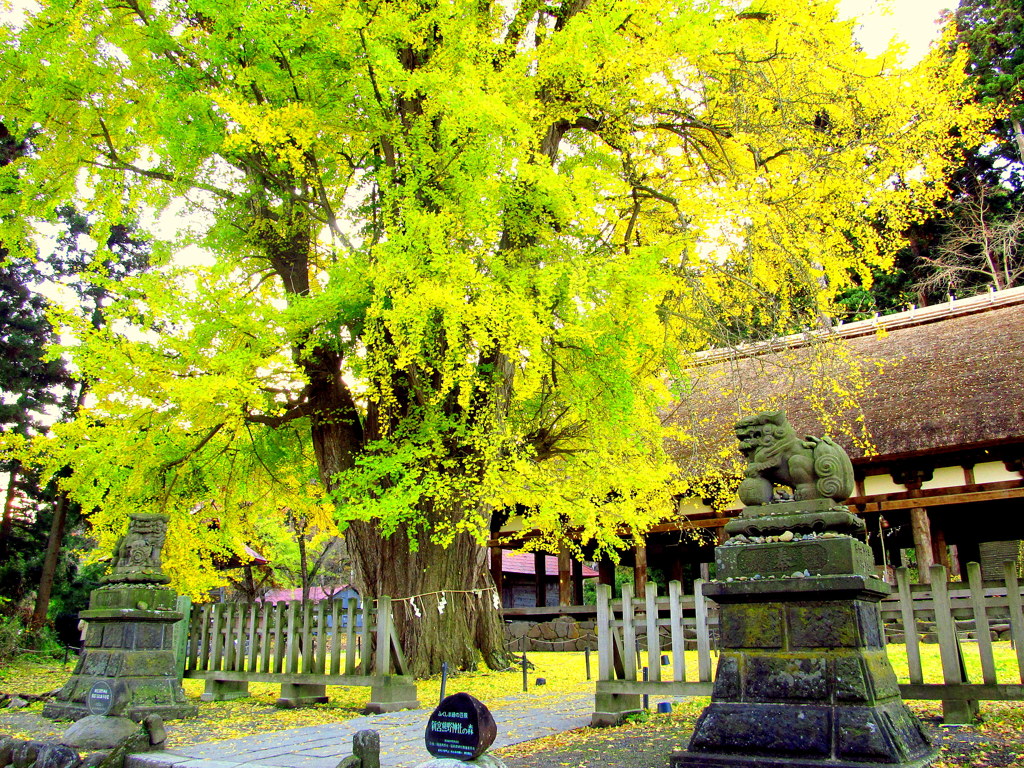 新宮熊野神社　長床