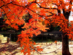 鶴ヶ城紅葉