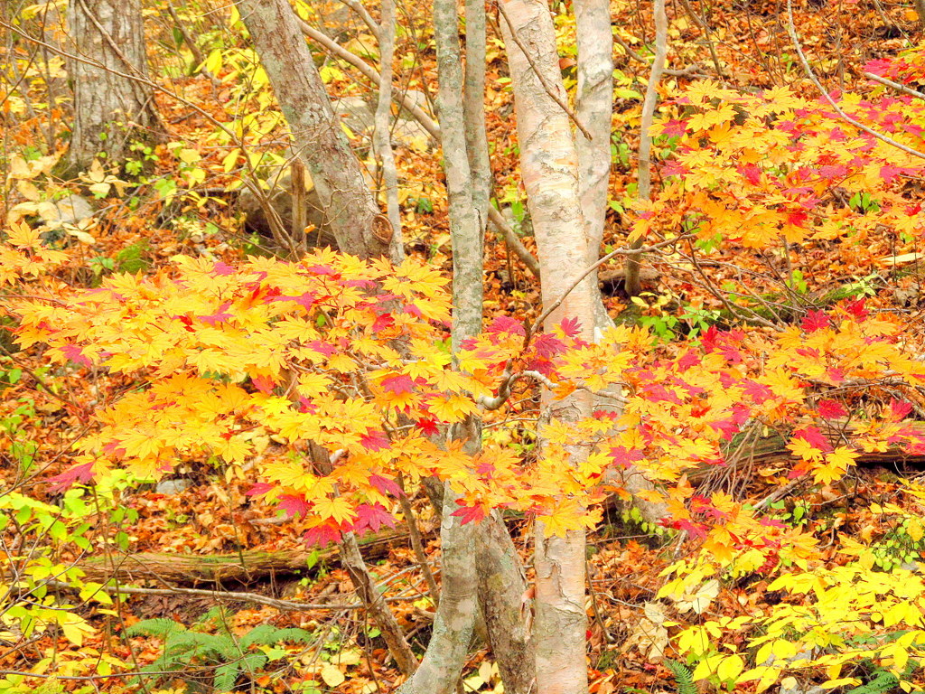 紅葉ゴールドライン