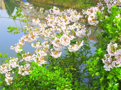 鶴ヶ城北出丸の桜
