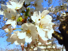 鶴ヶ城の桜開花