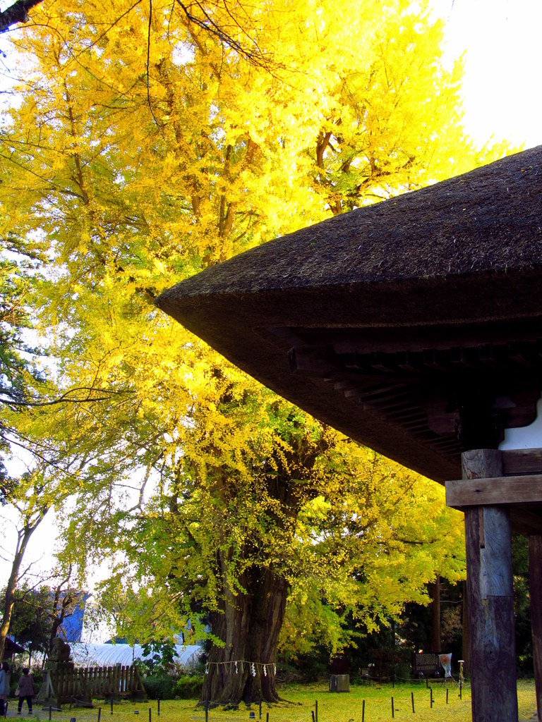新宮熊野神社　長床