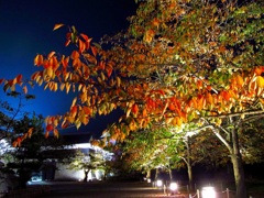 鶴ヶ城公園ライトアップ