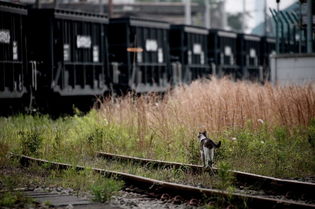 レールに乗ってみても、