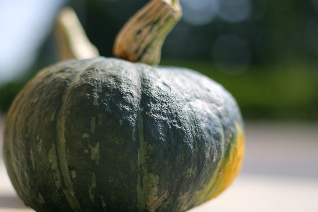 かぼちゃヅラの夏