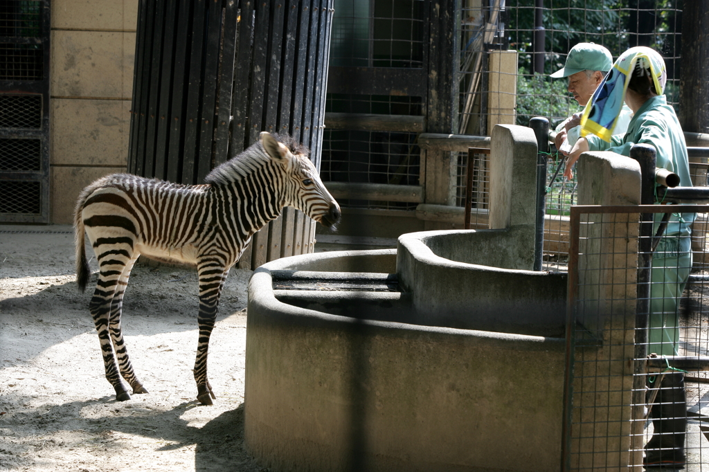 「飼育員さん、こんにちわ」