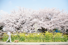 桜、眩しい春
