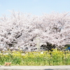 桜、眩しい春