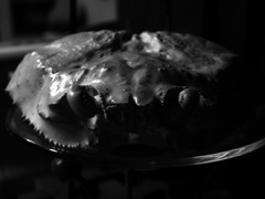 crab2