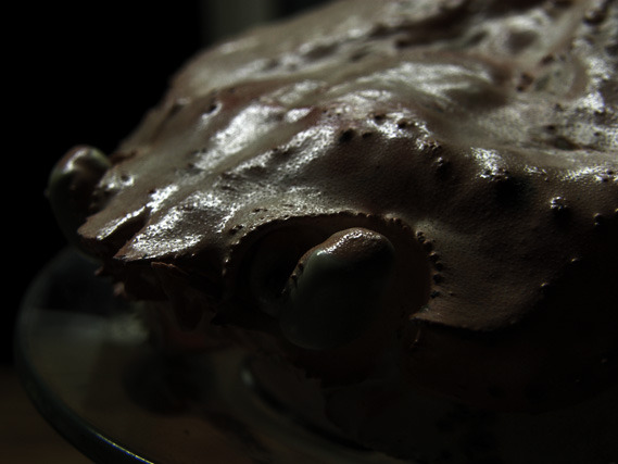 crab