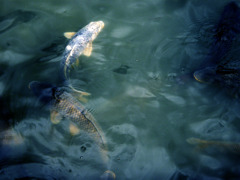 魚たちの離宮