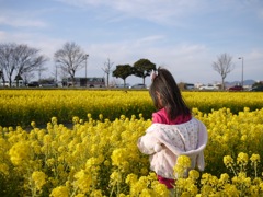 菜の花畑