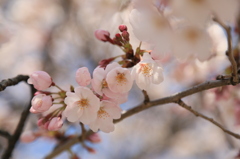 全開花の準備中♪