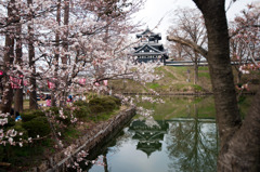 高田公園の桜③