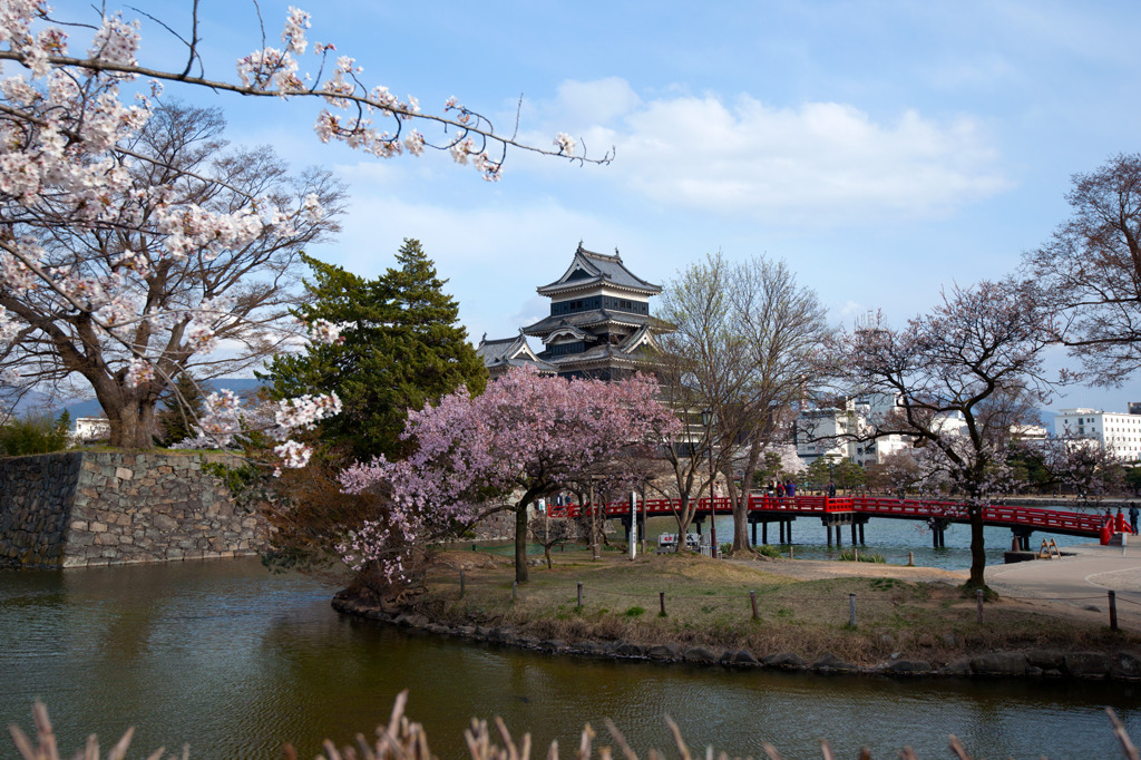 国宝松本城の桜④