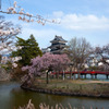 国宝松本城の桜④
