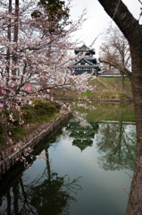 高田公園の桜④