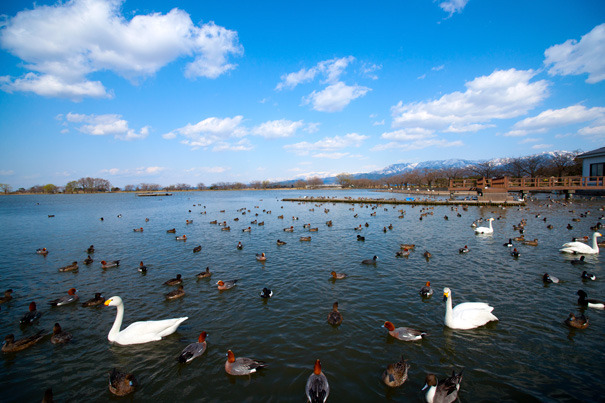 白鳥の湖