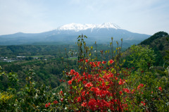 新緑の御嶽山